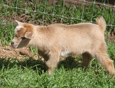 Southern Grace Nigerian Dwarf Dairy Goats