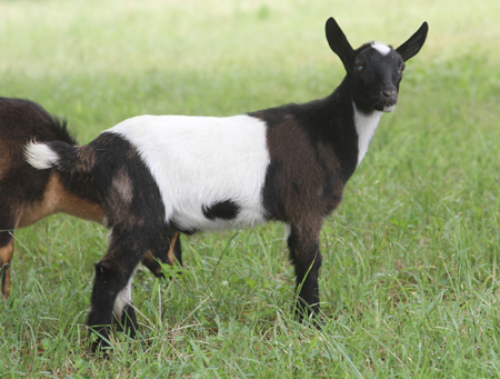 Southern Grace Nigerian Dwarf Dairy Goats