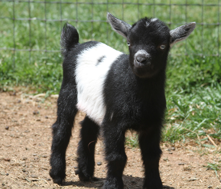 Southern Grace Nigerian Dwarf Goats - Junior Does