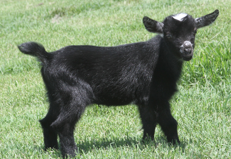 Southern Grace Nigerian Dwarf Dairy Goats