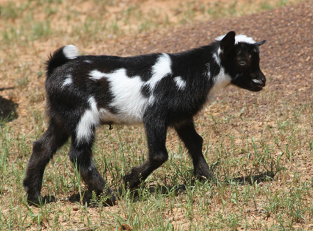 Southern Grace Nigerian Dwarf Dairy Goats