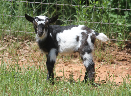 Southern Grace Nigerian Dwarf Dairy Goats