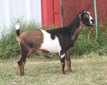 Southern Grace Nigerian Dwarf Dairy Goats