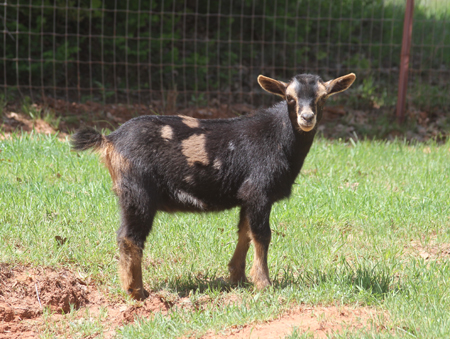 Southern Grace Nigerian Dwarf Dairy Goats