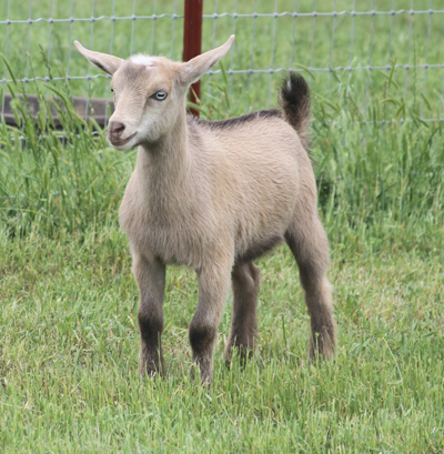 Southern Grace Nigerian Dwarf Dairy Goats