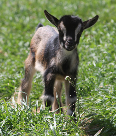 Southern Grace Nigerian Dwarf Goats - Junior Does